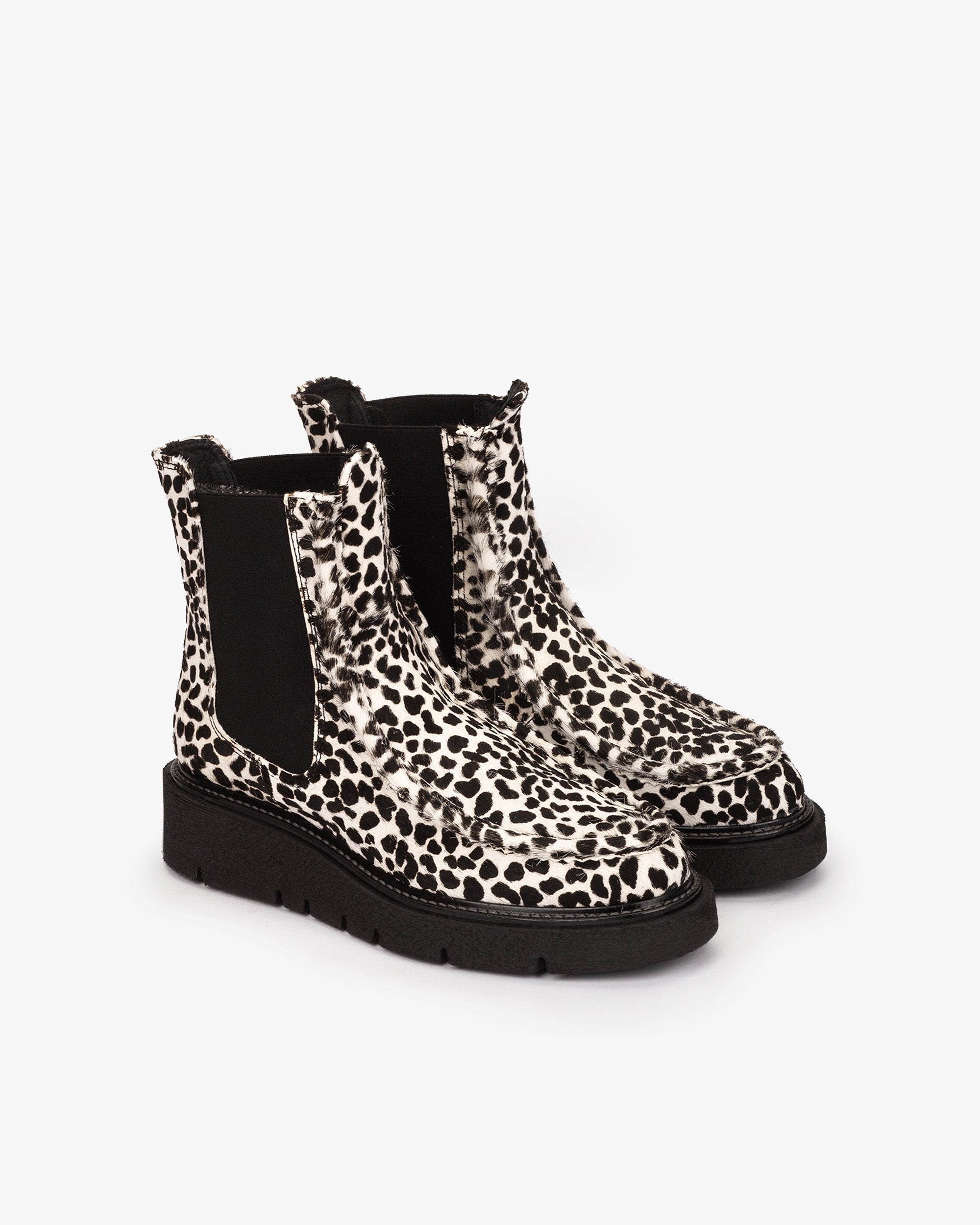 HORSY DALMATA